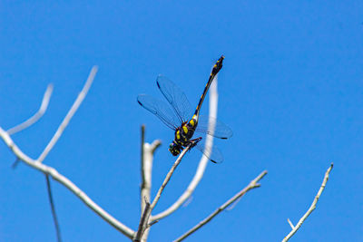 Low angle view of dragonfly on twig against blue sky