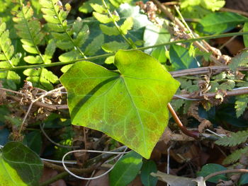 Close-up of leaf