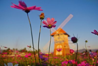 Close-up of pink cosmos flowers on field against sky