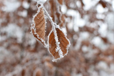 Frozen beech