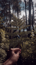 Person holding umbrella against trees in forest