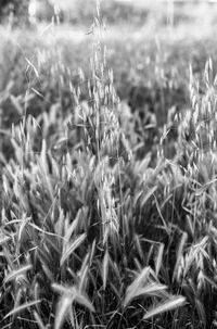 Close-up of wheat field