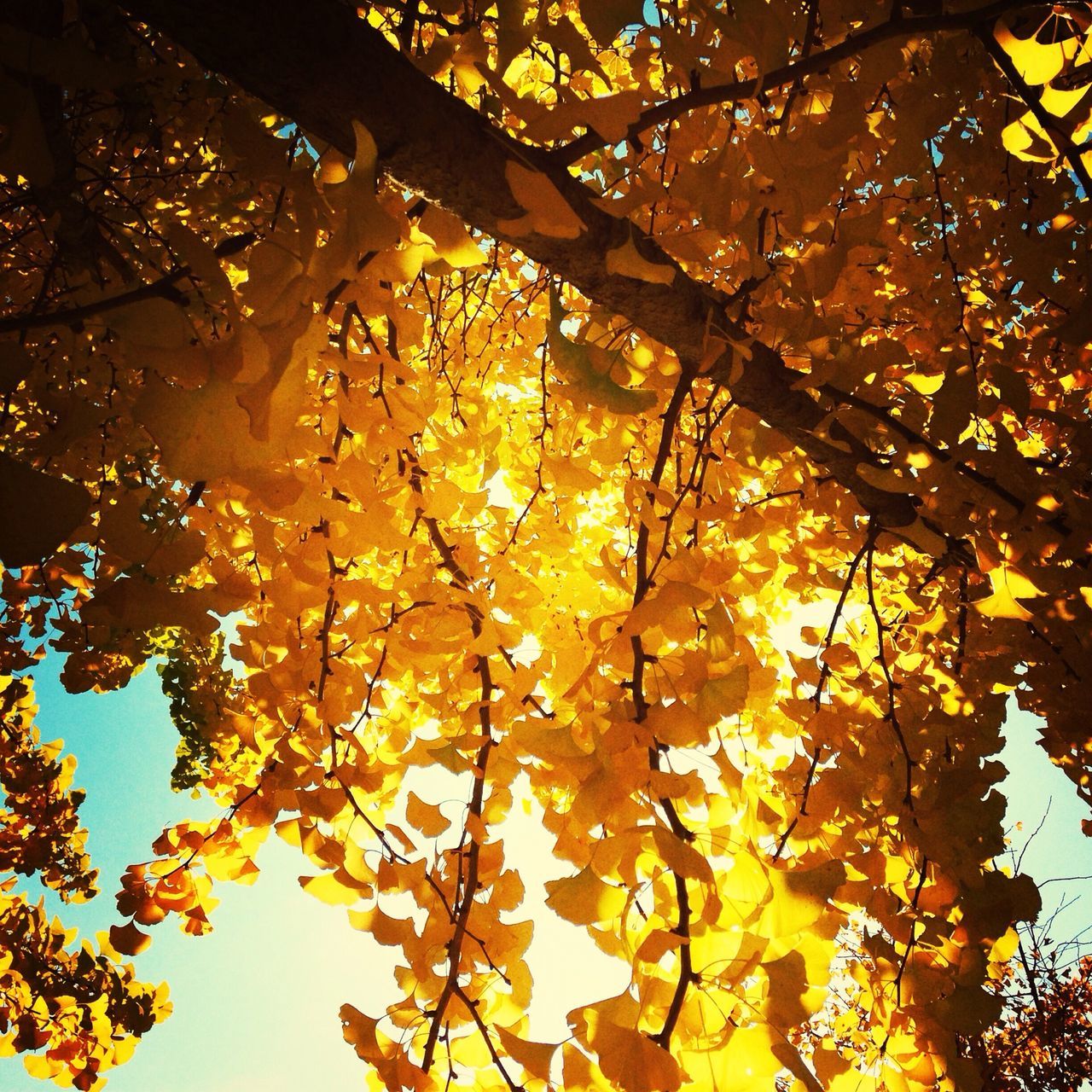 tree, branch, low angle view, autumn, leaf, change, growth, nature, yellow, season, beauty in nature, tranquility, sunlight, orange color, no people, outdoors, clear sky, sky, leaves, day