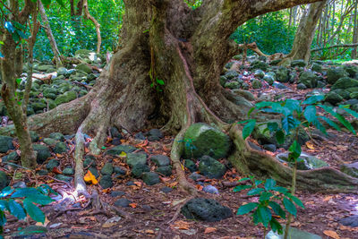 Trees growing in forest