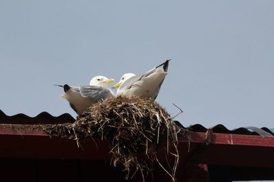 Low angle view of seagulls on nest over roof against clear sky