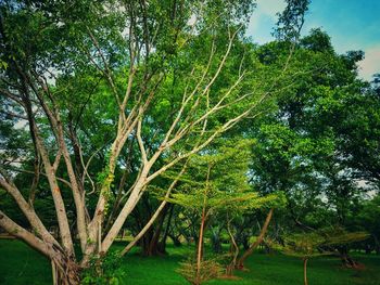 Trees growing in forest