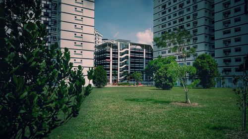 Trees and plants growing in front of building