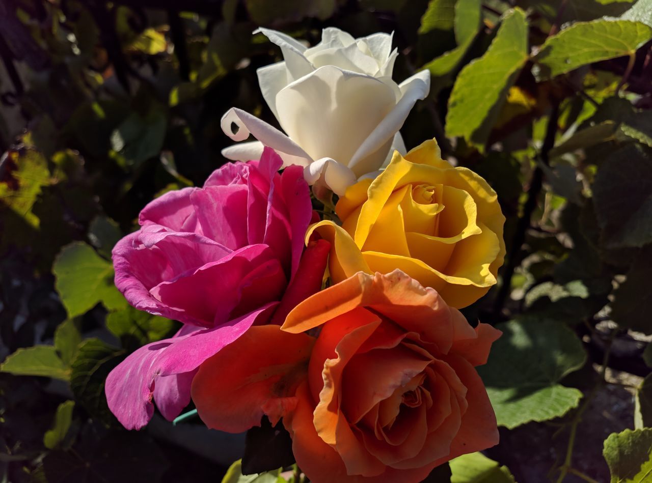 CLOSE-UP OF ROSE WITH YELLOW ROSES