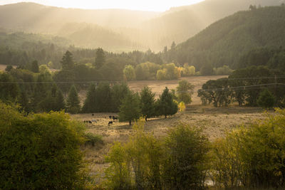 View of field of cows at sunrise with light beams