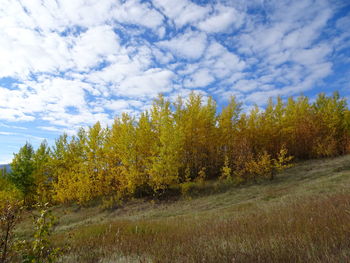 Trees growing on field against sky during autumn