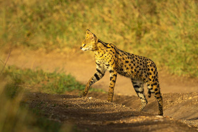 Serval crosses dirt track with paw raised