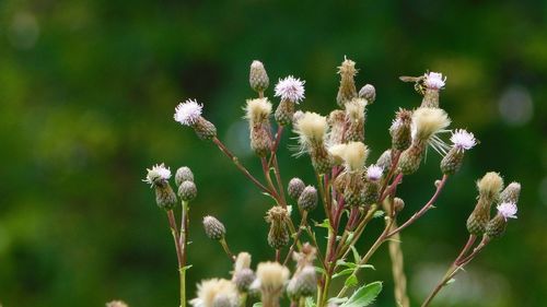 Close-up of white flowering plant on field