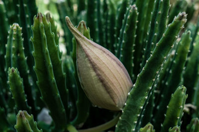 Close-up of succulent plant