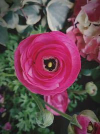 Close-up of pink rose blooming outdoors