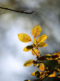 Close-up of yellow leaves on plant