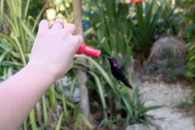 Feeding a purple humming bird by hand in negril, jamaica