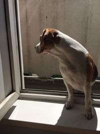 Close-up of dog standing against wall