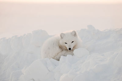 Arctic fox sits in the snow and looks into the frame.  dirty wool