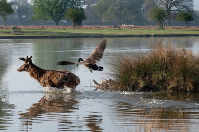 Ducks in a lake