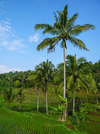 Scenic view of palm trees on field against sky