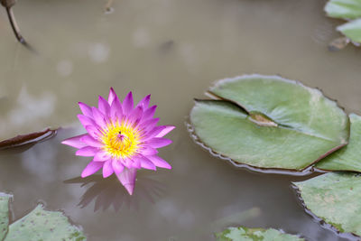 Pink lotus water lily in pond