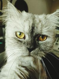 Close-up portrait of a cat