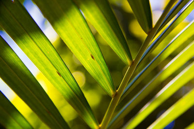 Close-up of green leaf