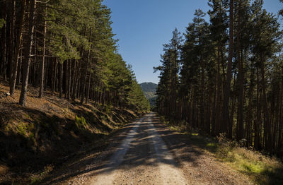 Landscape of country road in pine forest against blue sky, in guadalajara, spain