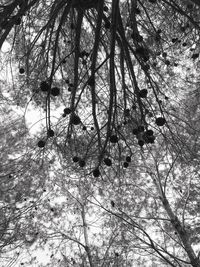 Bare trees against sky