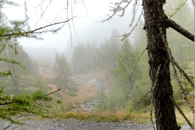 View of trees in the forest during foggy weather