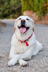 Close-up portrait of dog sitting outdoors