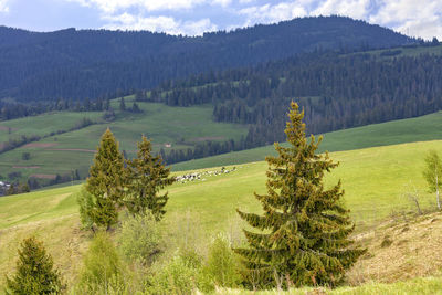 Scenic view of pine trees on field against sky