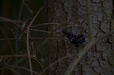 Close-up of lizard on tree