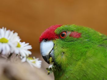 Close-up of parrot