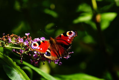 Close-up of peacock butterfly pollinating on purple flower