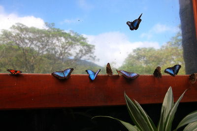 Close-up of birds flying against sky