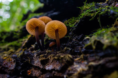 Close-up of mushroom growing on field