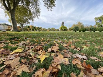Leaves on field against sky