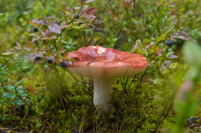 Close-up of mushroom growing on field