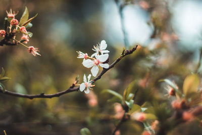 Close-up of flowers on branch