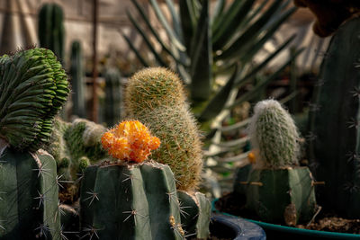 Close-up of cactus plant growing on field