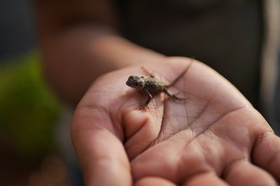 Close-up of lizard on hand