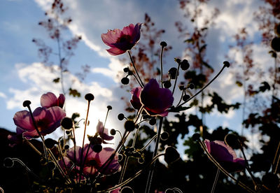 Low angle view of flowers blooming against sky