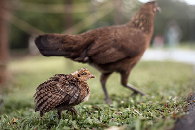 View of a wild mammy chicken and baby chicken field