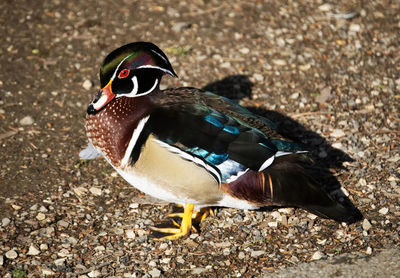 Close-up of a bird