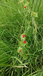 Full frame shot of red flowers growing on field