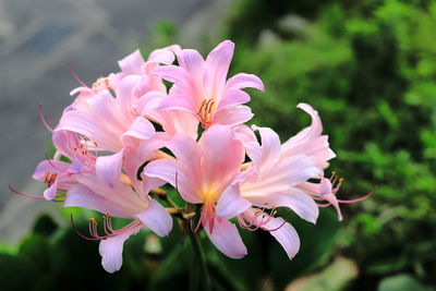 Close-up of pink flowering plant