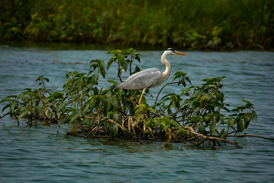 Bird in a lake