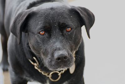 Close-up portrait of black dog