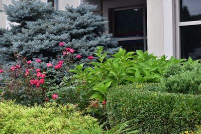 Plants growing in yard of house